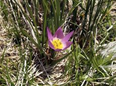 Tulipa-humilis_цветок